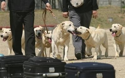 韩国首批克隆警犬今年上岗 天生聪明好驯养(图)