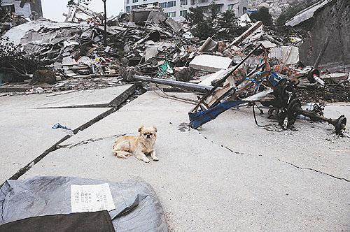 记者冒险再入封城北川:忠心小狗守护裹尸袋(图)