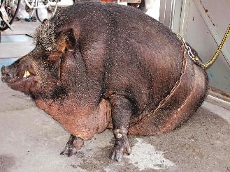 山猪"阿肥"重三四百台斤 胖到下巴垂地[图]