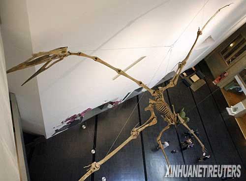 多伦多展出世界最大风神翼龙化石骨架(组图)