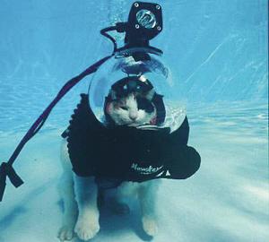英男子打造动物潜水服 与猫狗海底潜水[组图]