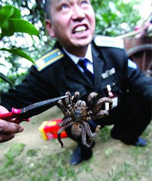小区内两蛇大战蜘蛛王 缠在一起同归于尽(组图)