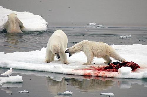 两只北极熊在冰面上争抢食物