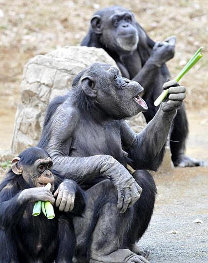 动物园里黑猩猩吃大葱预防感冒[组图]