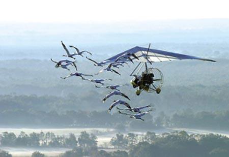 科学家拯救濒危美洲鹤 驾滑翔机带大鹤迁徙(图)_资讯_凤凰网