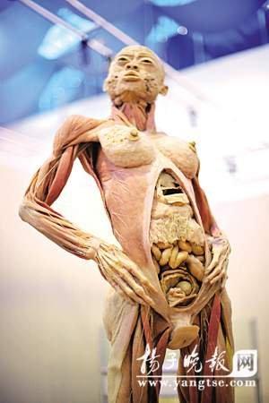 南京展出16具完整人体标本和器官标本