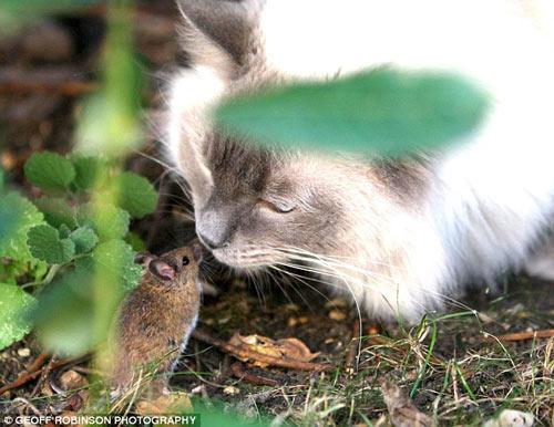 英上演真实版《猫和老鼠》 小老鼠与猫对视(图)