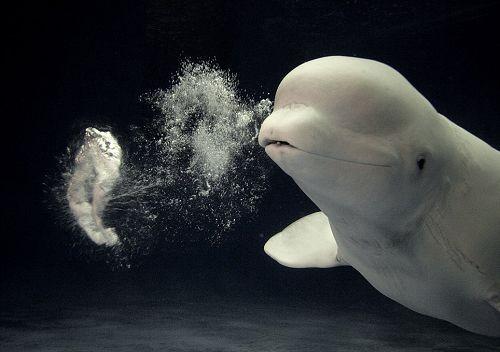 日本水族馆小白鲸秀吐泡泡"绝活"[组图]