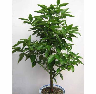 新装修的屋子放什么植物最吸毒