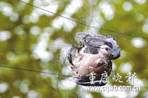 重庆拆迁区非法捕鸟猖獗 有人开奔驰捕鸟(图)