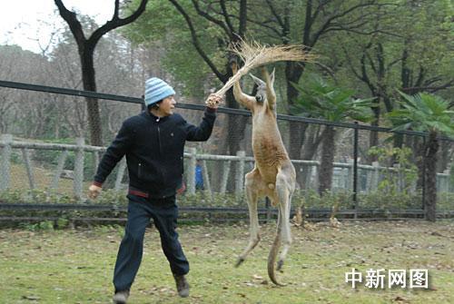 武汉动物园一袋鼠与饲养员发生打斗[组图]