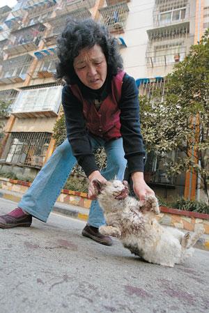 流浪猫疑被仿真枪打死 健康猫崽双眼被缝(图)_资讯_凤凰网