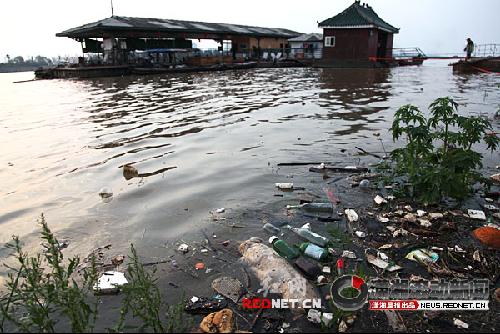 湘江上现十多具死猪漂浮 尸体腐烂来源成谜