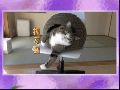 实拍日本超人气肥猫的蜗居生活