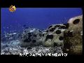20120518文明启示录 珊瑚保护