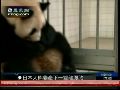 日本大熊猫自然交配产下龙凤胎宝宝