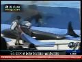 日本村民大规模屠杀海豚 美国团体欲示威抗议