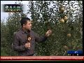 朝鲜大规模种植苹果 农场成国家形象工程