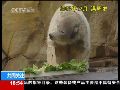 德国动物园为“明星”北极熊做生日大餐