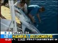 埃及海域频现鲨鱼咬人 疑为过度捕捞所致