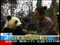 女孩与大熊猫关系亲密 曾共同经历难忘时刻