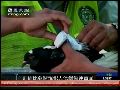 哥伦比亚囚犯用信鸽偷运毒品进监狱被识破