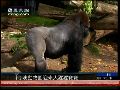 澳大利亚动物园迎新成员 大猩猩宝宝亮相