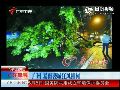 广州暴雨袭城狂风摧树