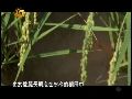冰火两重天：《上甘岭》女主角成名后重重跌落