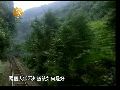 自卫战老兵寻战友遗骸 铤而走险偷渡边境线