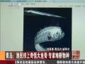 实拍青岛渔民捞上巨型鱼骨 头颅上长角脊椎酷似龙