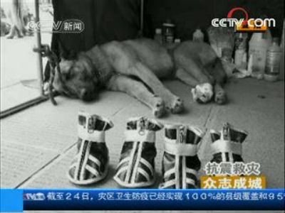 汶川地震中救了32条人命后搜救犬牺牲