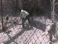 疯狂男子跳进动物园笼子里挑衅鬣狗