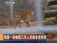 实拍动物园工作人员骑虎猛打头 老虎打成猫
