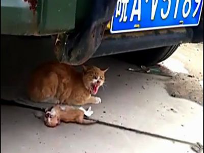 小猫被人摔死 母猫守在尸体旁哀嚎不肯离去