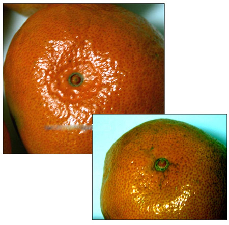 选桔子橙子的秘诀:分辨公母