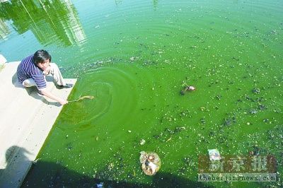 北京坝河出现绵延近千米绿藻(图)