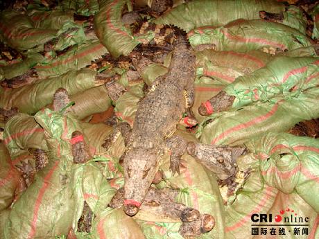 广西边防查获270条活体走私鳄鱼(组图)