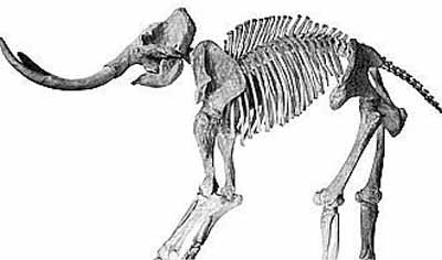 黑龙江出土猛犸象骨骼化石 初判距今4万至1万年