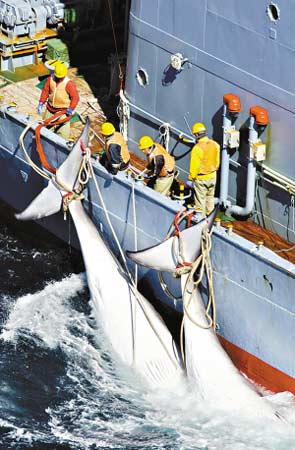 环保组织反捕鲸船起航南极欲阻止日本捕鲸
