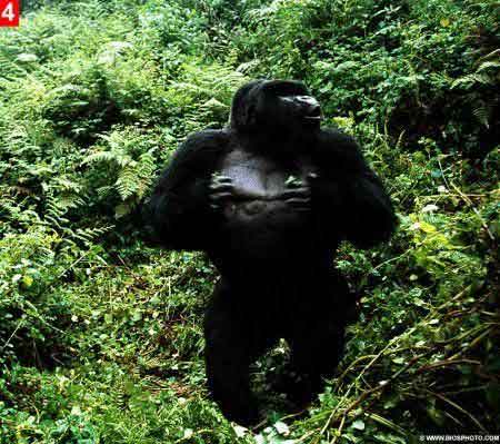 卢旺达发怒大猩猩险将游客拖入丛林[组图]