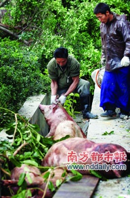 路边排水沟还躺着几头撞击中死亡的猪.本报记者陈伟斌摄