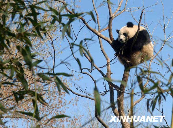 3月22日，北京动物园熊猫馆的一只熊猫爬到高高的树上，它憨态可掬的模样吸引了很多参观者驻足观看。新华社记者 公磊 摄