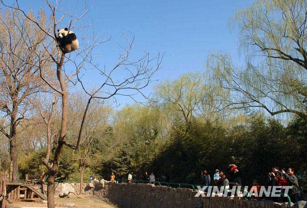 3月22日，北京动物园熊猫馆的一只熊猫爬到高高的树上，它憨态可掬的模样吸引了很多参观者驻足观看。新华社记者 公磊 摄