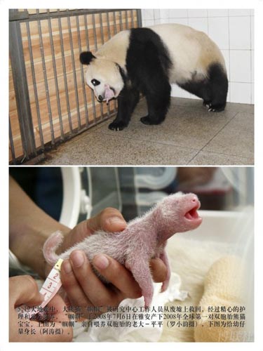 刚出生的熊猫宝宝全身呈肉红色，分布着稀疏的白色乳毛，7日龄左右四肢、耳朵、眼眶颜色开始变深，大约10日龄的时候就能看到明显的黑白色，体毛也渐渐变得浓密，皮肤调节温度的能力也逐渐加强。40日龄左右，熊猫宝宝们才会睁开眼睛，4个月左右它们才能走路。