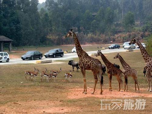 中国最美的三大野生动物园之首：广州香江野生动物世界

