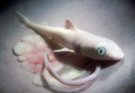 在此电脑制作的柠檬鲨怀孕的仿真影像中，像人类胚胎一样，柠檬鲨胚胎也通过脐带和妈妈的胎盘相连。然而，柠檬鲨怀孕不总是和人类一样。柠檬鲨胚胎要发育12个月才算足月，且当它们在子宫里怀孕大约三个月时，它们以卵黄囊为食。它们一旦消耗完卵黄囊，塌陷的卵黄囊就会停靠在子宫壁上，将其血管射入子宫壁，从此利用柠檬鲨妈妈的血液循环。当柠檬鲨胚胎6个月大时，其嗅觉能力是人类胚胎的一万倍。其它感官能力包括对电的敏感度也非常灵敏。这种能力让它们能发现其它动物的微弱电压，有一天将会让此鲨鱼能探测到几百英尺之外在水中拍打的鱼鳍。
