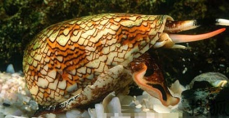 鸡心螺：四分钟致命。鸡心螺又叫“芋螺”，属于腹足纲，芋螺科。鸡心螺是在沿海珊瑚礁、沙滩上生活的美丽的螺类，贝壳前方尖瘦而后端粗大，形状像鸡的心脏或芋头。鸡心螺的种类很多，贝壳有不同的色彩和花纹。鸡心螺是一种含有剧毒的海洋生物，主要生长于热带海域。它的尖端部分隐藏着一个很小的开口，可以从这里射出来一支毒针，足以使受伤者一命呜呼。