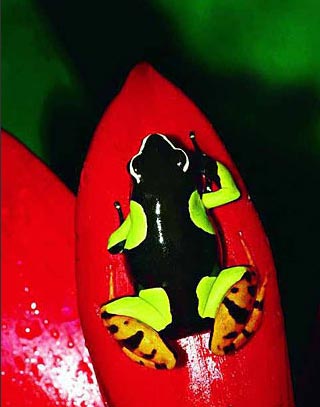 箭毒蛙：触摸即亡。箭毒蛙科分布于拉丁美洲从尼加拉瓜到巴西东南部和玻利维亚一带，是全世界最著名的毒性动物。同时由于他身上非常鲜艳的警戒色，箭毒蛙也是蛙中最漂亮的成员。最致命的毒素来自于南美的哥伦比亚产的科可蛙，只需0.0003克就足以毒死一个人。毒性最大的箭毒蛙一只所具有的毒素就足以杀死两万只老鼠。