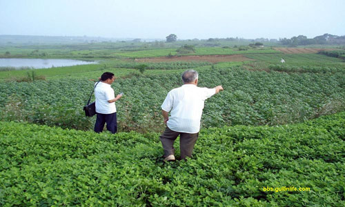 “尖山李村”的“尖山嘴”高地上，桂軍戰(zhàn)壕前的高坡下,，現(xiàn)在都是花生地,，而在這一面花生地的兩端，現(xiàn)在還埋著抗戰(zhàn)桂軍138師414團(tuán)二營五連的士兵遺骨,，不,，是忠骨。整整六十八年了,，一個甲子又過了八年,，家族后人、后代可曾前往此地拜祭過,？左側(cè)花生地下面埋著20名桂軍士兵遺骨,，右側(cè)花生地下面埋著22名桂軍士兵遺骨，兩處直線距離約20米,。 